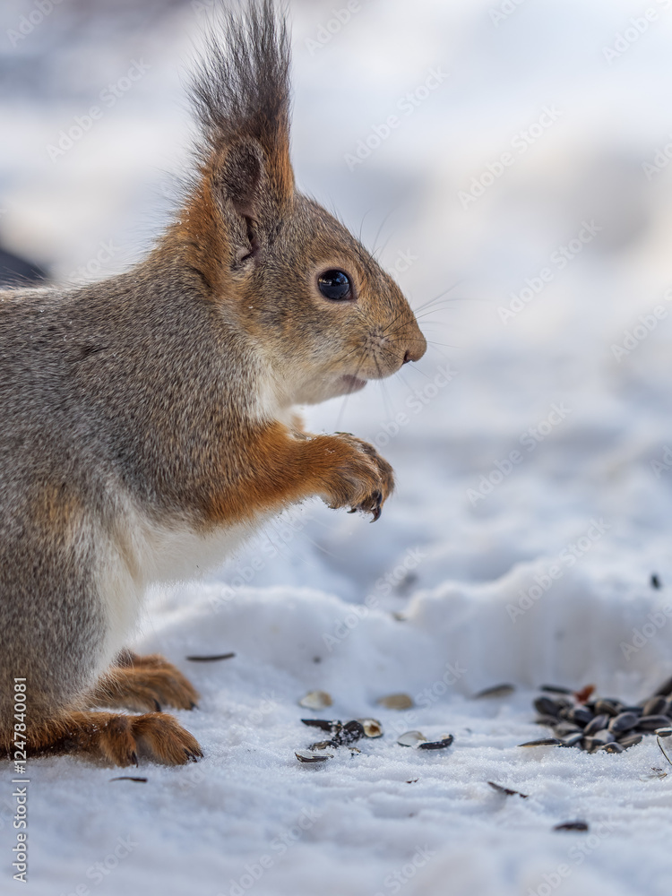 The squirrel in winter sits on white snow. The squirrel in winter sits on white snow.