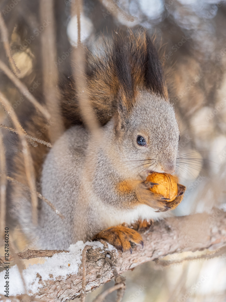 Fototapeta premium The squirrel with nut sits on tree in the winter or late autumn
