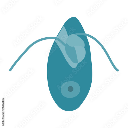 Oxyrrhis marina dinoflagellates