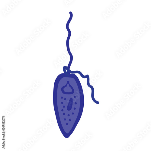 prorocentrum dinoflagellates