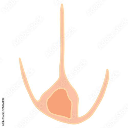 ceratium  dinoflagellates