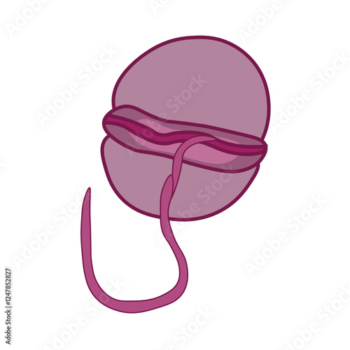 Pfiesteria piscicida dinoflagellates