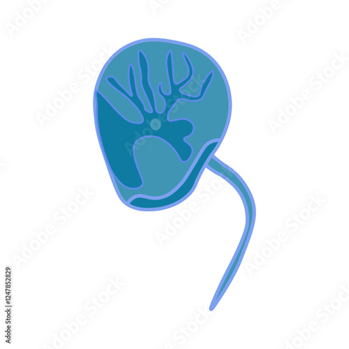 Noctiluca scintillans dinoflagellates