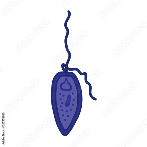 prorocentrum dinoflagellates