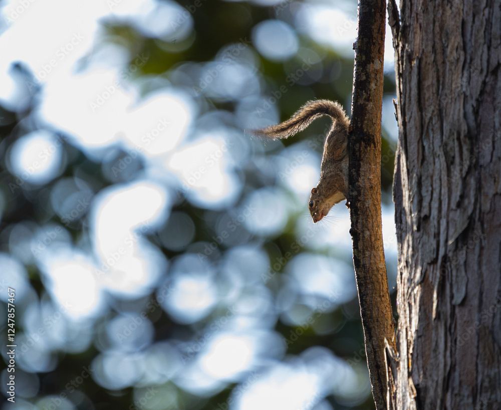 squirrel on a tree squirrel on a tree