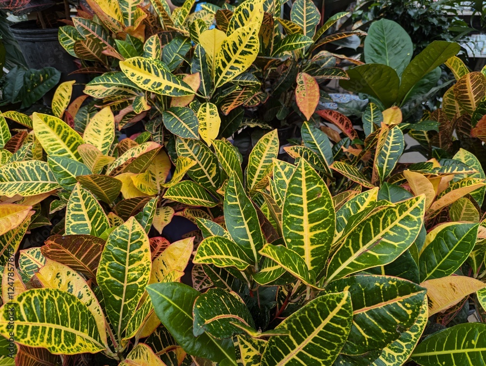 Obraz premium green leaves background