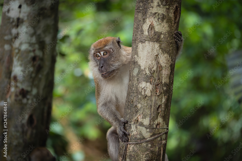 monkey on a tree monkey on a tree