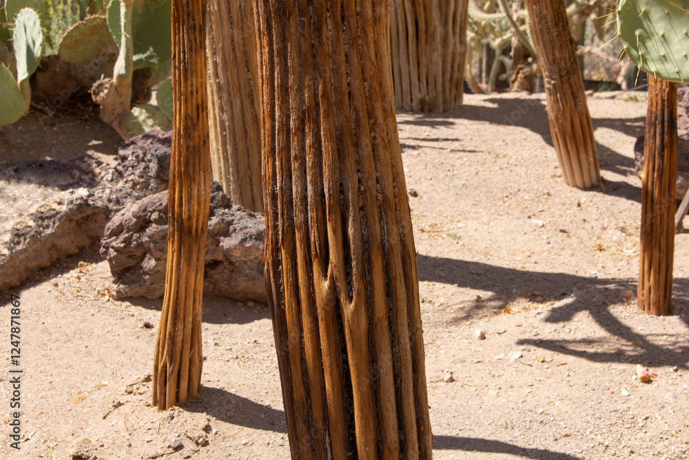 A view of a saguaro cactus skeleton. A view of a saguaro cactus skeleton.