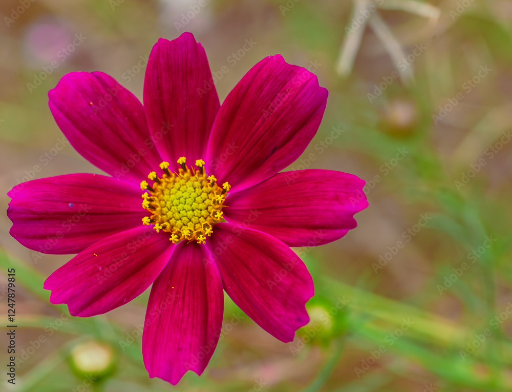 コスモス街道 こすもすの花18 コスモス街道 こすもすの花18