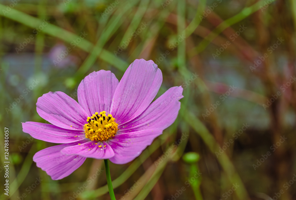 コスモス街道 こすもすの花11 コスモス街道 こすもすの花11