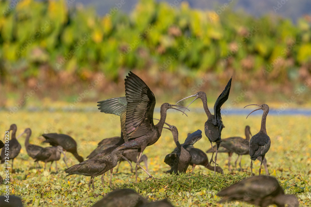 Fototapeta premium group of Glossy ibis in natural habitat