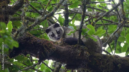 The Masked Palm Civet (Paguma larvata) is a nocturnal mammal in South and Southeast Asia. It has a distinctive facial mask, a long body, and sharp claws, and primarily eats fruits and insects photo