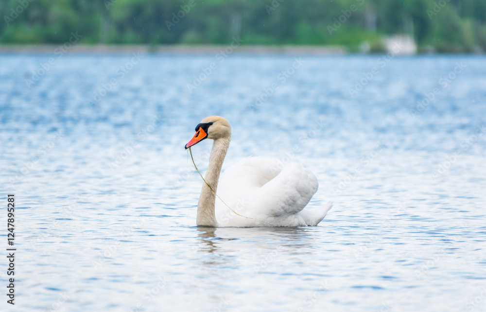 Fototapeta premium Graceful white Swan swimming in the lake, swans in the wild. Portrait of a white swan swimming on a lake.