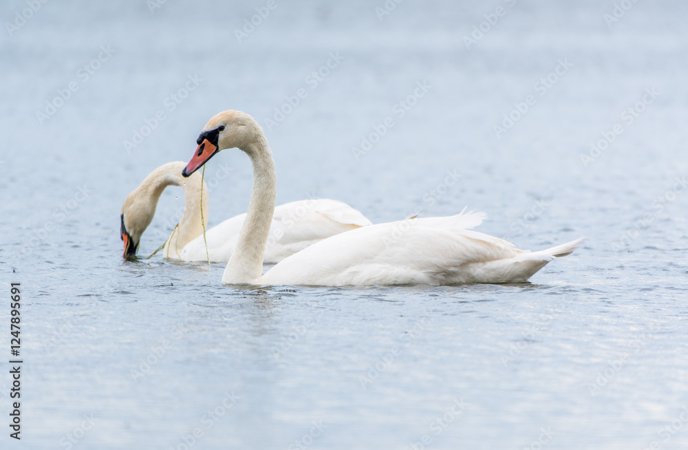Fototapeta premium Two Graceful white Swans swimming in the lake, swans in the wild