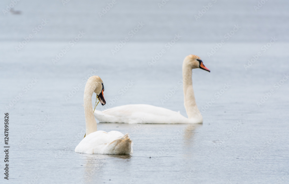 Two Graceful white Swans swimming in the lake, swans in the wild Two Graceful white Swans swimming in the lake, swans in the wild