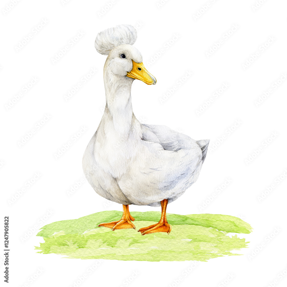 Crested white duck on green grassy ground hand drawn watercolor illustration. Cute farm bird standing domestic duck with yellow beak, fluffy crest and white feathers isolated on background Crested white duck on green grassy ground hand drawn watercolor illustration. Cute farm bird standing domestic duck with yellow beak, fluffy crest and white feathers isolated on background