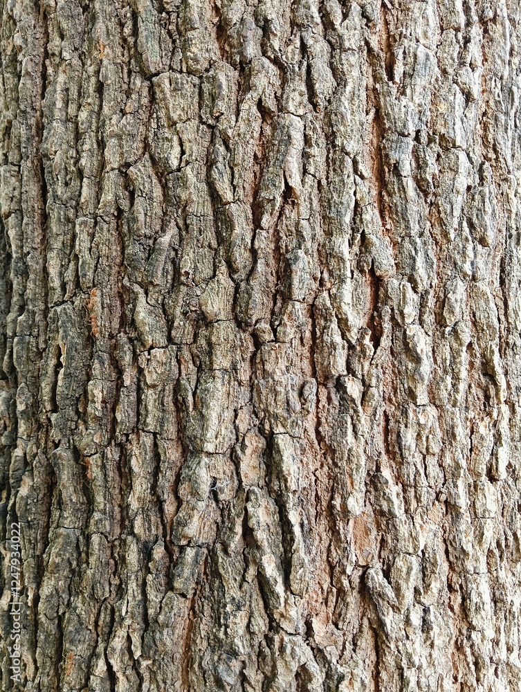 Timeless Bark Texture

