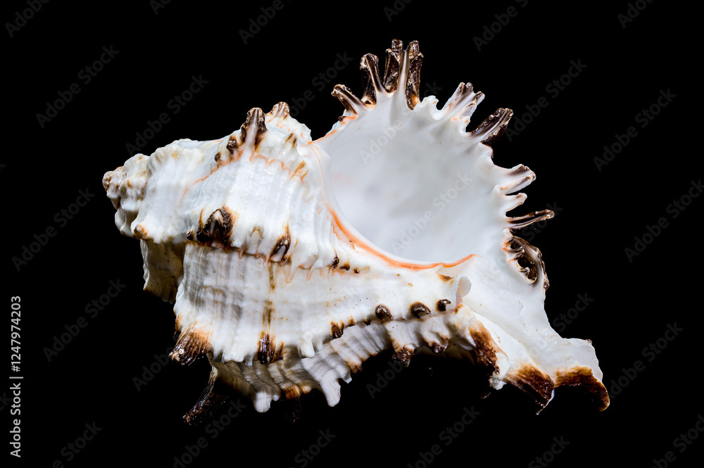 Murex indivia Shell on Black Background Murex indivia Shell on Black Background