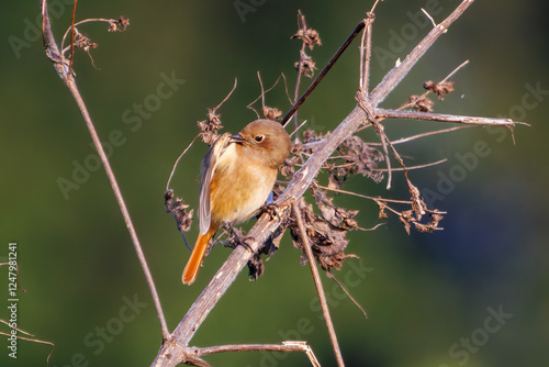 雌の可愛いジョウビタキ（ヒタキ科）
英名学名：Daurian Redstart (Phoenicurus auroreus)
埼玉県鴻巣市市荒川河川敷-2024


 photo