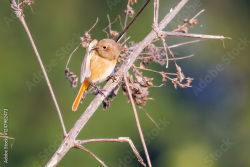 雌の可愛いジョウビタキ（ヒタキ科）
英名学名：Daurian Redstart (Phoenicurus auroreus)
埼玉県鴻巣市市荒川河川敷-2024


 photo