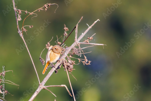 雌の可愛いジョウビタキ（ヒタキ科）
英名学名：Daurian Redstart (Phoenicurus auroreus)
埼玉県鴻巣市市荒川河川敷-2024


 photo