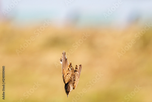 飛翔する可愛いホオジロ（ホオジロ科）
英名学名：Meadow Bunting (Emberiza cioides),
コスモスフェスティバル（コスモスアリーナふきあげ）
埼玉県鴻巣市-2024
 photo