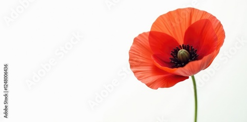 Single red poppy isolated on a white background with subtle texture, simple, photography