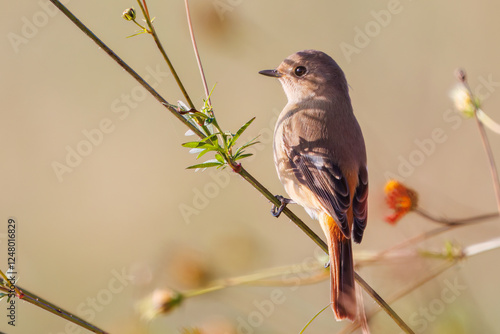 雌の花の中に佇む可愛いジョウビタキ（ヒタキ科）
英名学名：Daurian Redstart (Phoenicurus auroreus)
コスモスフェスティバル（コスモスアリーナふきあげ）
埼玉県鴻巣市-2024

 photo