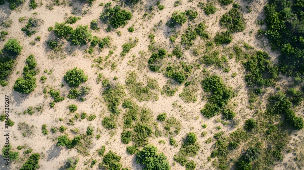 Aerial view of lush green vegetation, vibrant foliage covering sandy terrain, perfect for nature-based projects or themes. Aerial view of lush green vegetation, vibrant foliage covering sandy terrain, perfect for nature-based projects or themes.