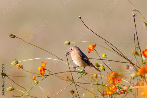 雌の花の中に佇む可愛いジョウビタキ（ヒタキ科）
英名学名：Daurian Redstart (Phoenicurus auroreus)
コスモスフェスティバル（コスモスアリーナふきあげ）
埼玉県鴻巣市-2024

 photo