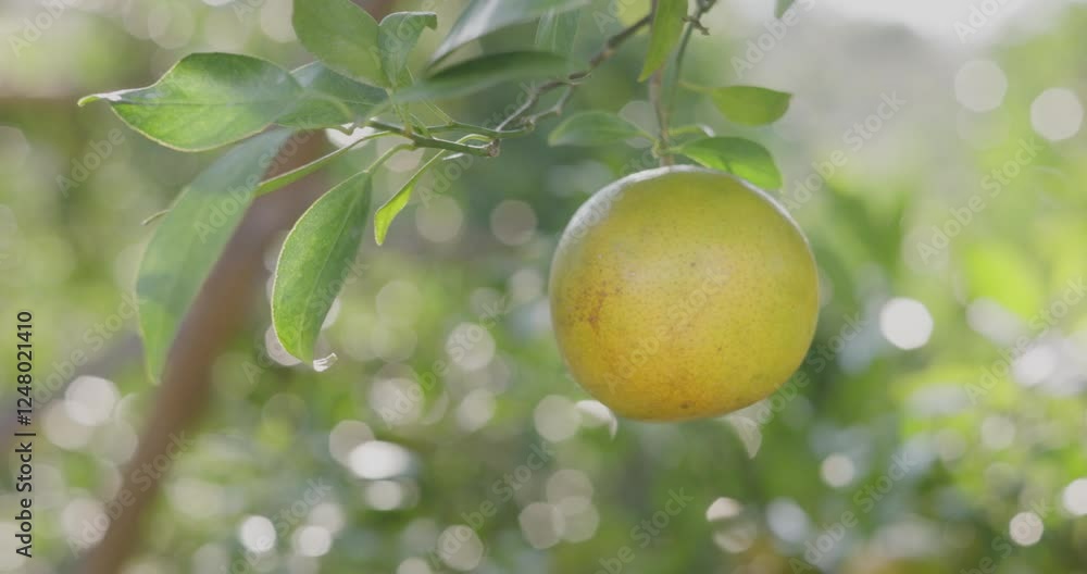 Business farm orange concept nature fruit citrus orchard mandarin tree growing, vibrant organic lush leaves background farmer green garden crop leaf ripe laden branches plant close up farming growth.
Business farm orange concept nature fruit citrus orchard mandarin tree growing, vibrant organic lush leaves background farmer green garden crop leaf ripe laden branches plant close up farming growth.