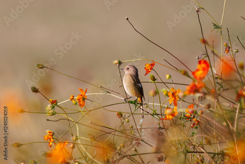 雌の花の中に佇む可愛いジョウビタキ（ヒタキ科）
英名学名：Daurian Redstart (Phoenicurus auroreus)
コスモスフェスティバル（コスモスアリーナふきあげ）
埼玉県鴻巣市-2024

 photo