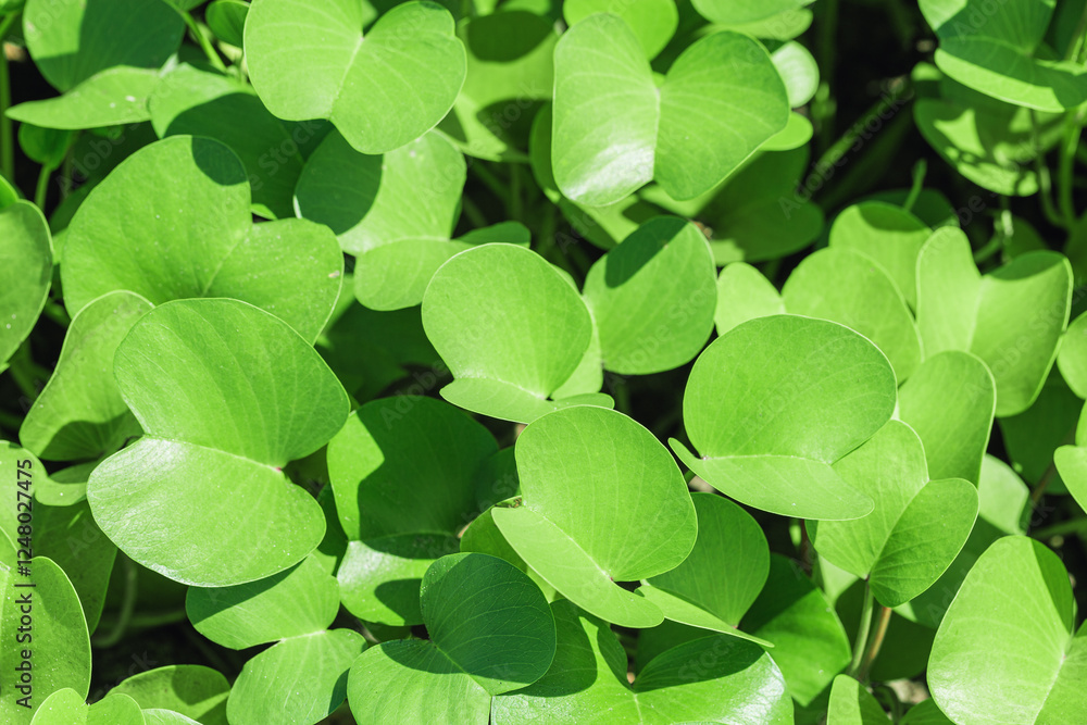Lush Green Beach Morning Glory. Dense coverage of green grass leaves at sunlight. Top view small leaf in nature. Goat's foot creeper or beach morning glory on beach. Natural vegetation Lush Green Beach Morning Glory. Dense coverage of green grass leaves at sunlight. Top view small leaf in nature. Goat's foot creeper or beach morning glory on beach. Natural vegetation