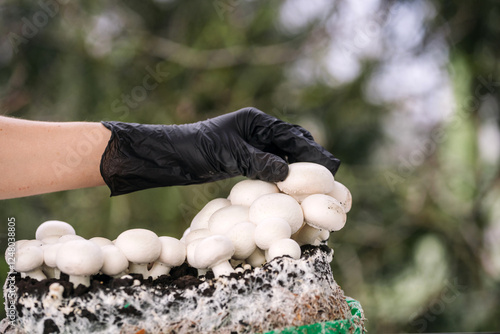 Принти на полотні Hand harvesting fresh champignons from cultivated substrate in nature