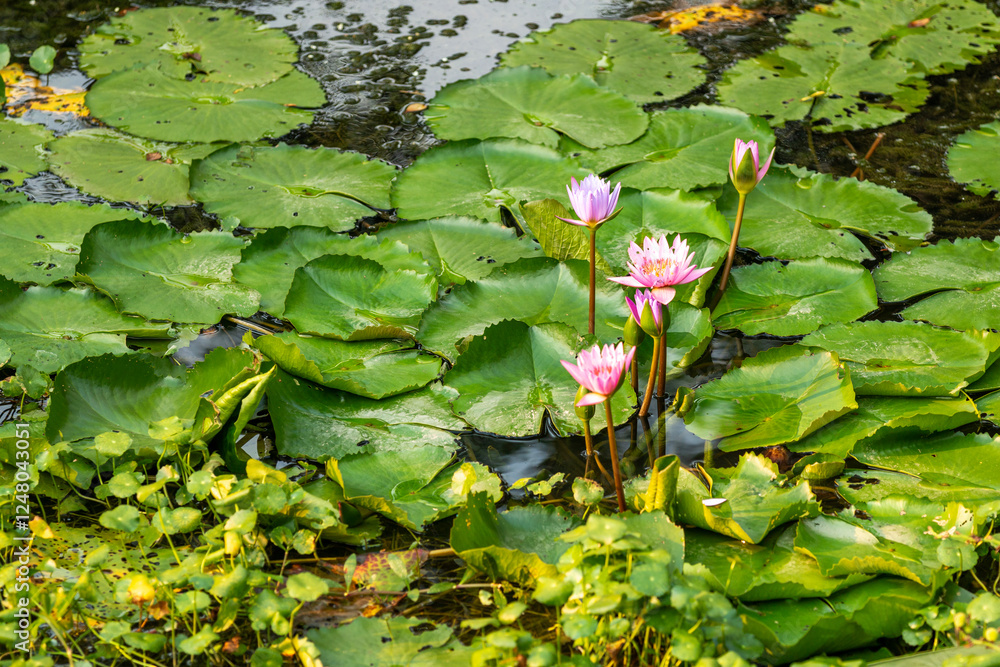 water lily blooming in the garden water lily blooming in the garden
