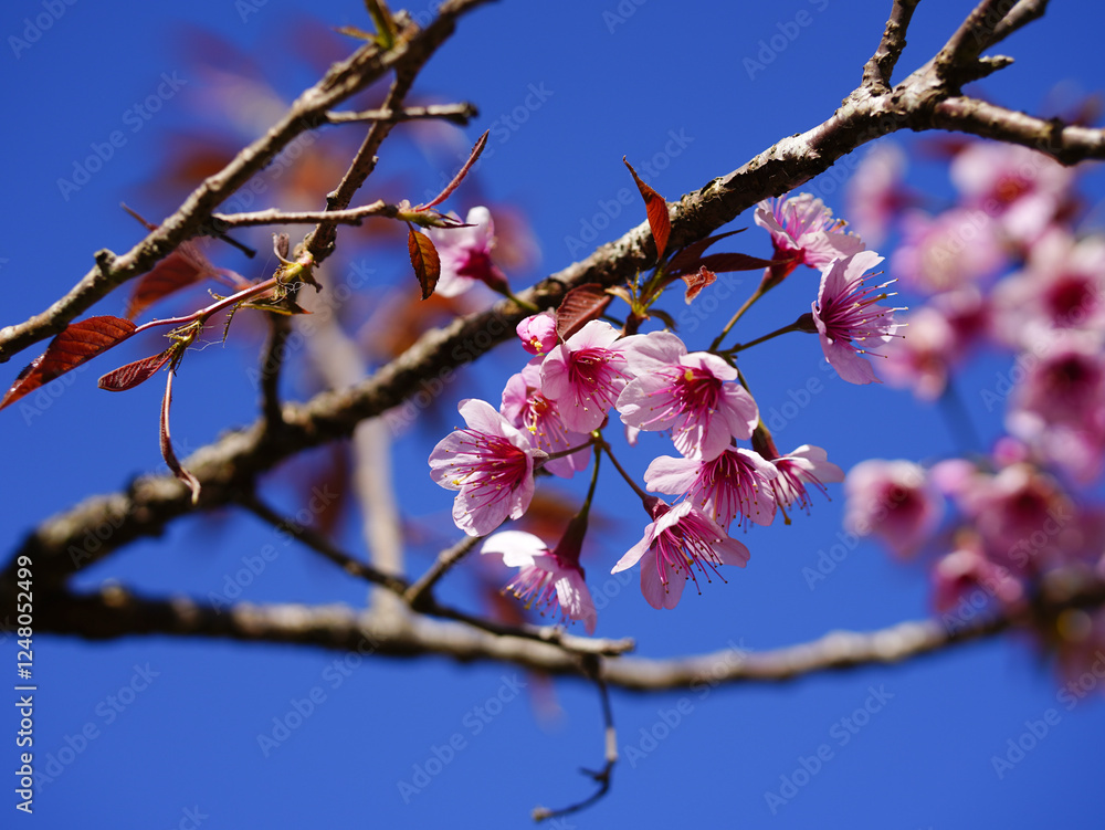 Wild Himalayan Cherry, Prunus cerasoides, Sakura in Thailand Wild Himalayan Cherry, Prunus cerasoides, Sakura in Thailand