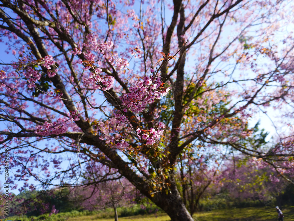 Wild Himalayan Cherry, Prunus cerasoides, Sakura in Thailand Wild Himalayan Cherry, Prunus cerasoides, Sakura in Thailand