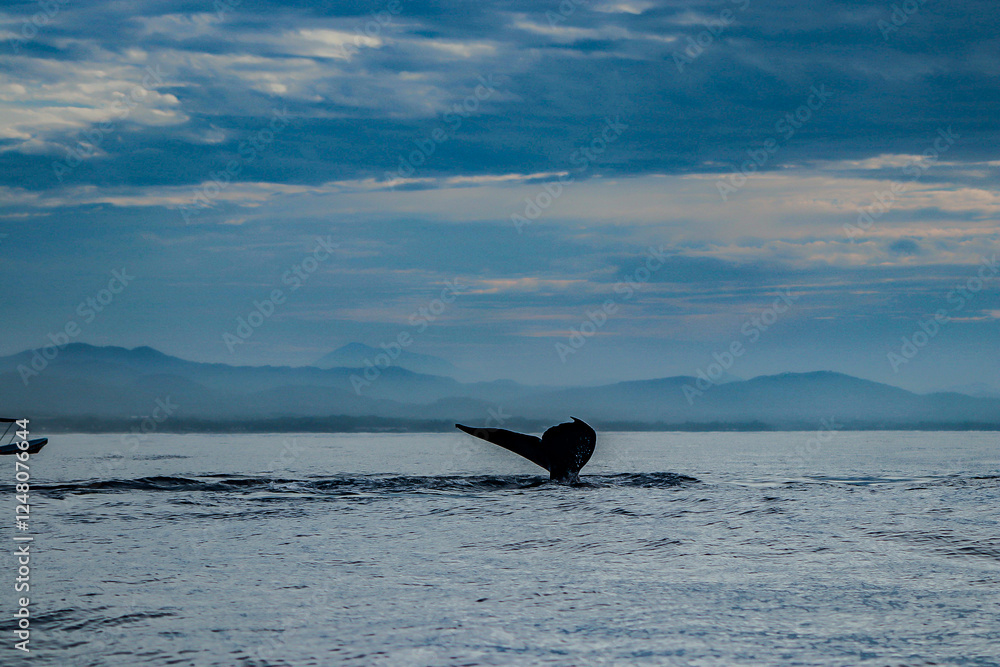 Fototapeta premium ballenas