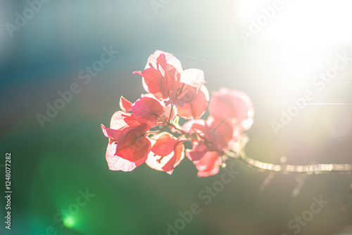 Wallpaper Mural Backlit flower photos have a soft glow to them. Torontodigital.ca
