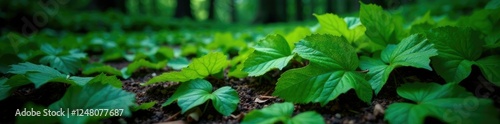 Wallpaper Mural Dark green gunnera leaves scattered on a forest floor, floor, scatter Torontodigital.ca