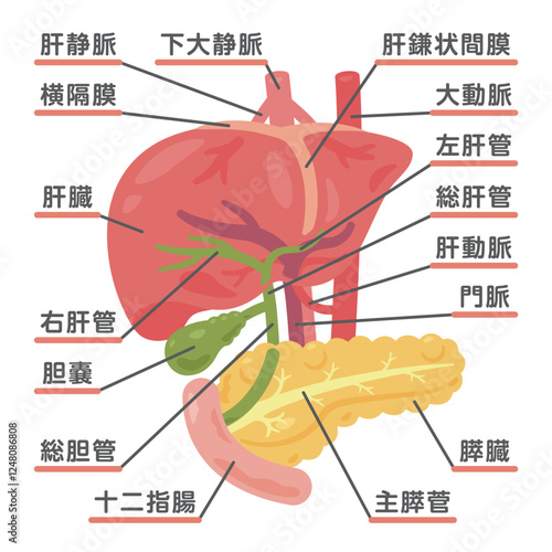肝臓、胆嚢、膵臓、十二指腸の構造イラスト1
