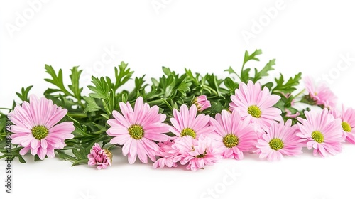 Isolated Daisy Flower on White Background, Simple and Elegant Design