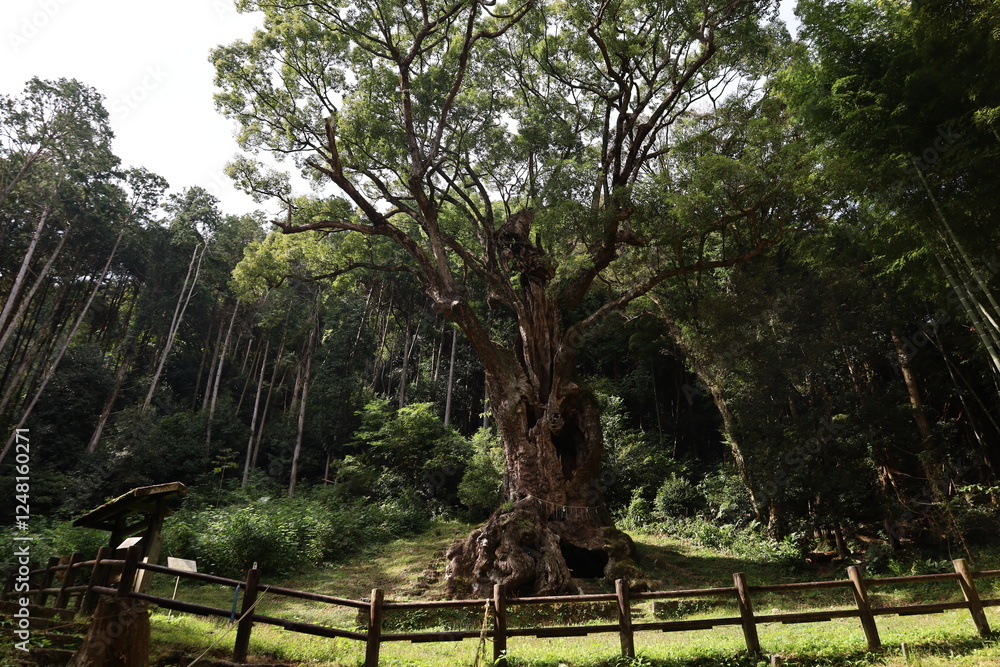 Fototapeta premium Sacred Ancient Tree at Takeo Shrine, Japan