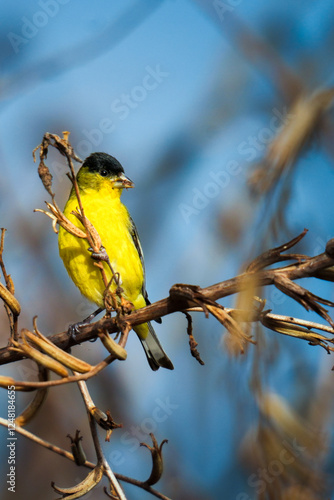 Lesser Goldfinch (Spinus psaltria). Located in California.  photo