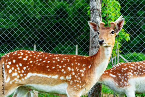 Fallow deer grazing calmly in a lush green habitat surrounded by a protective fence in a serene setting photo