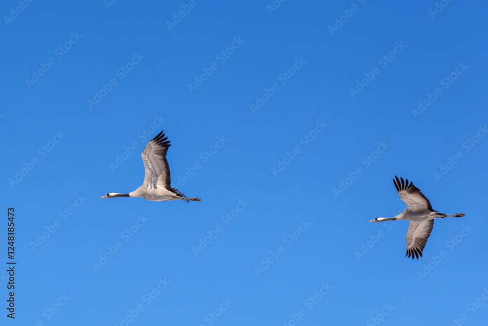 Cranes flying on a blue sky at spring Cranes flying on a blue sky at spring