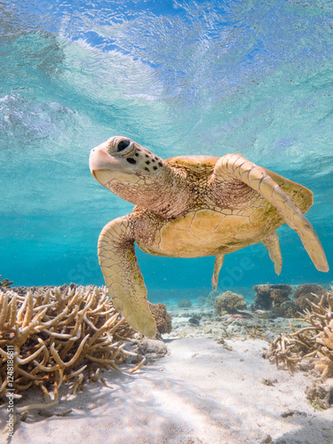 Turtle swimming at Lady Elliot Island on the Great Barrier Reef
