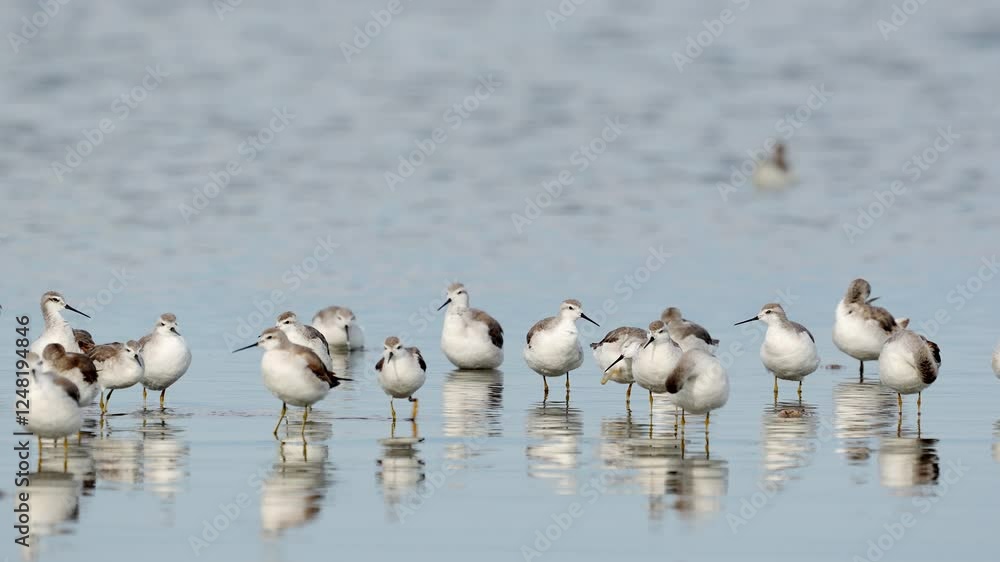 Wilson's phalaropes wading in Ansenuza National Park, calm and serene environment Wilson's phalaropes wading in Ansenuza National Park, calm and serene environment