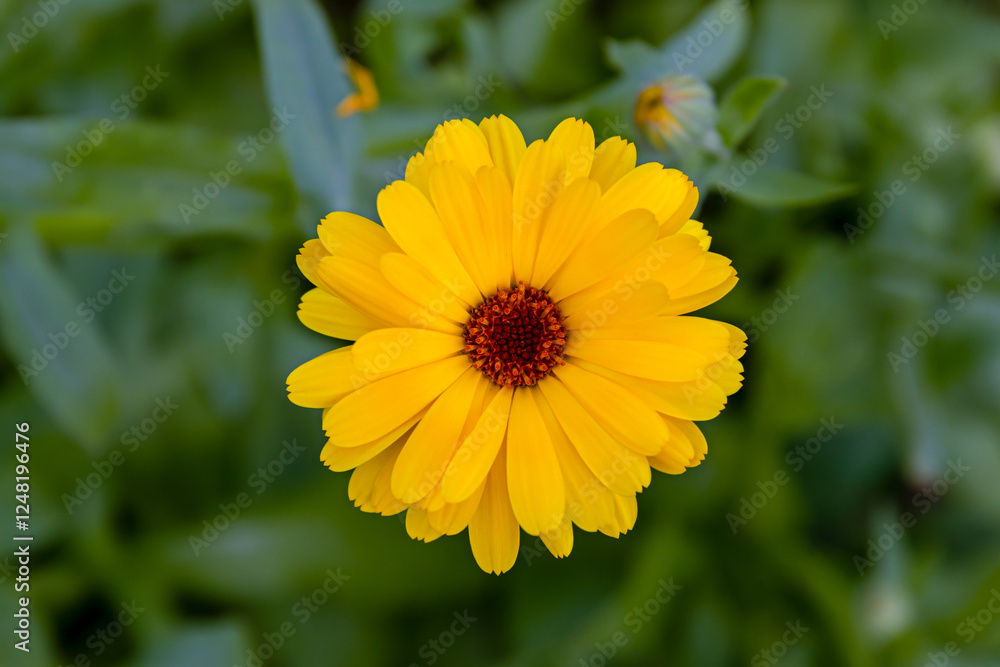 Yellow marigold flower close-up with green leaves in garden setting Yellow marigold flower close-up with green leaves in garden setting