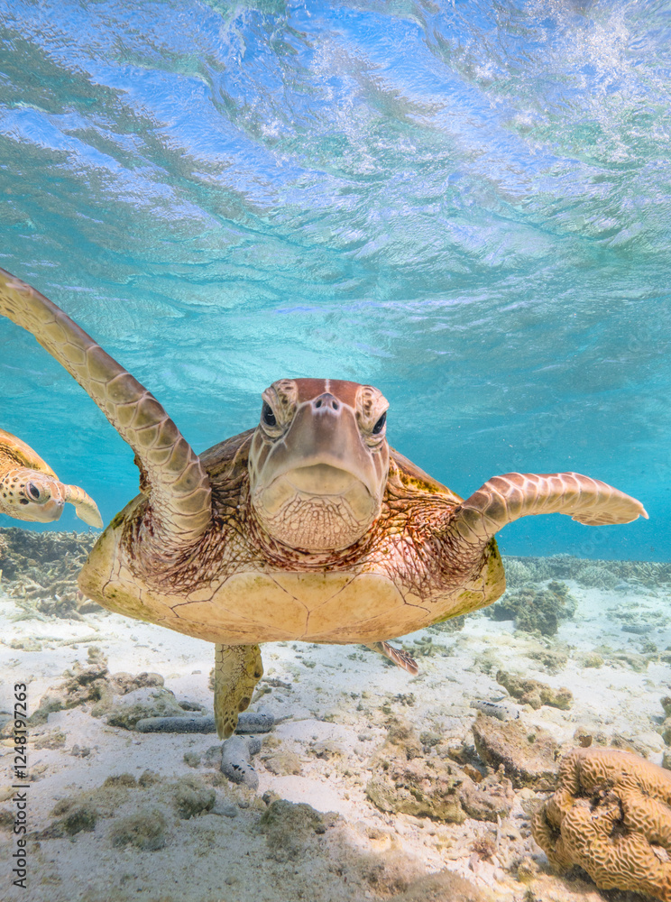 Obraz premium Turtle swimming at Lady Elliot Island on the Great Barrier Reef